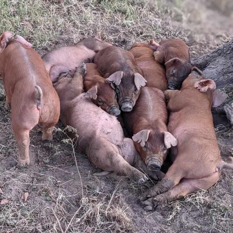 Duroc Pigs for Sale