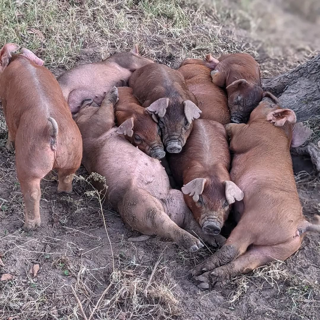 Duroc Pigs for Sale