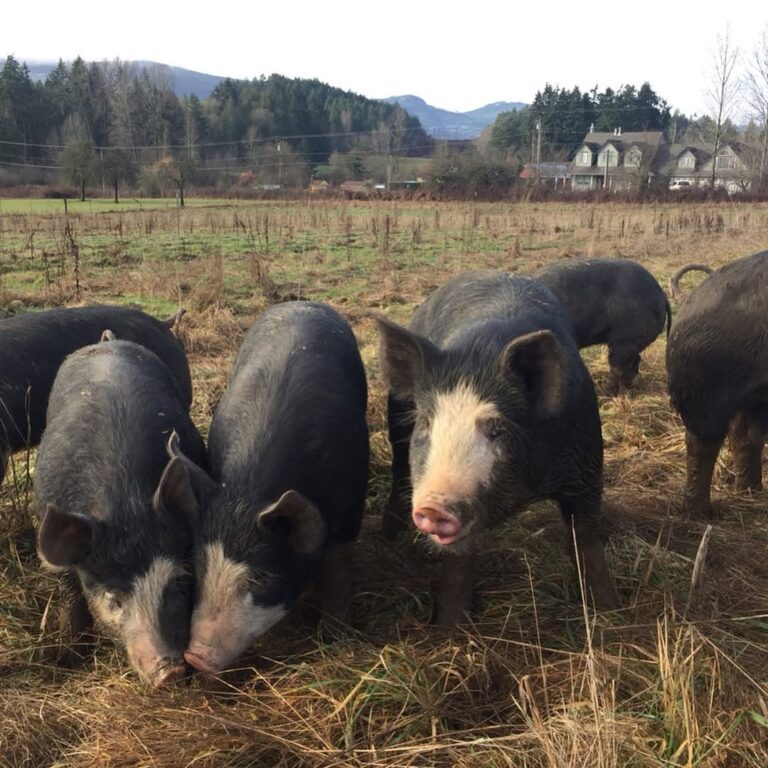 Berkshire Pigs for Sale