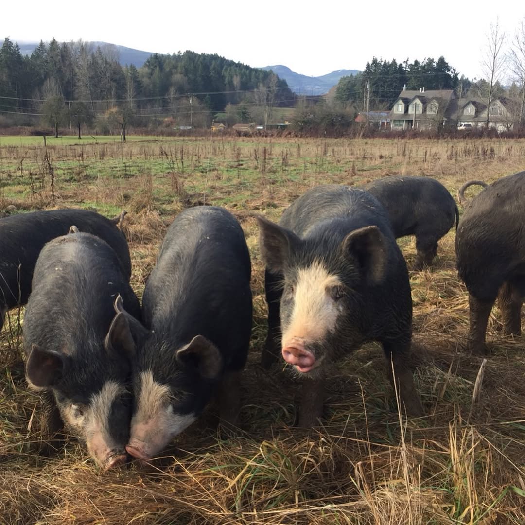 Berkshire Pigs for Sale