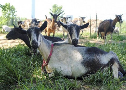 Alpine Goats for Sale