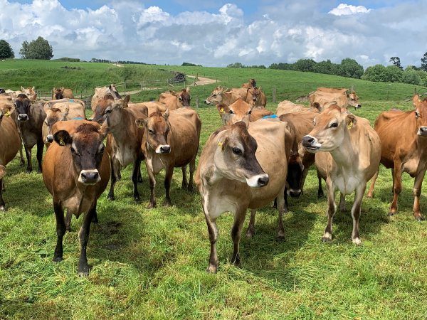 Jersey Cattle for Sale