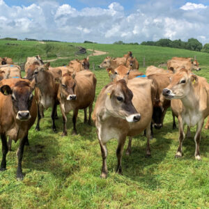 jersey cattle for sale
