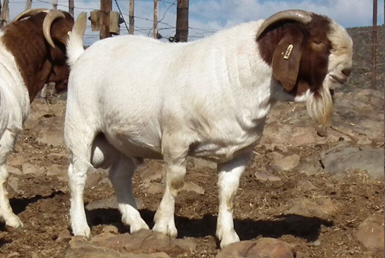Boer goats price
