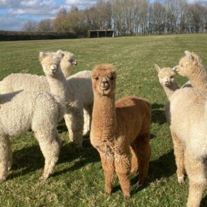 Alpaca For Sale