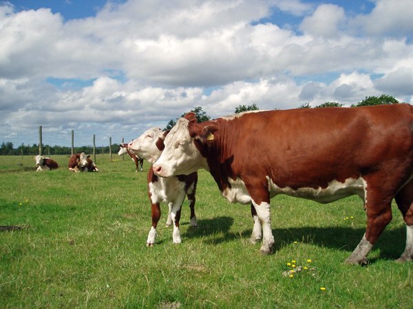 hereford cattle for sale