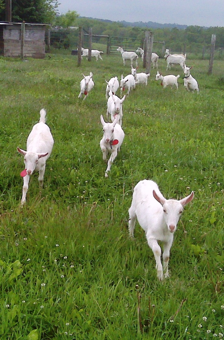 Saanen dairy goats for sale