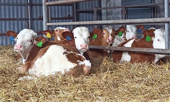 Simmental Cattle for Sale