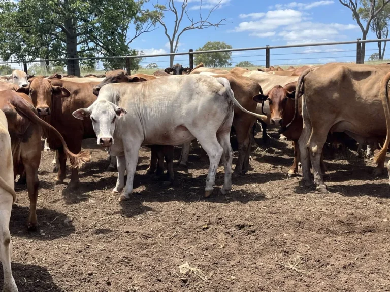 Brown Swiss Cows for Sale