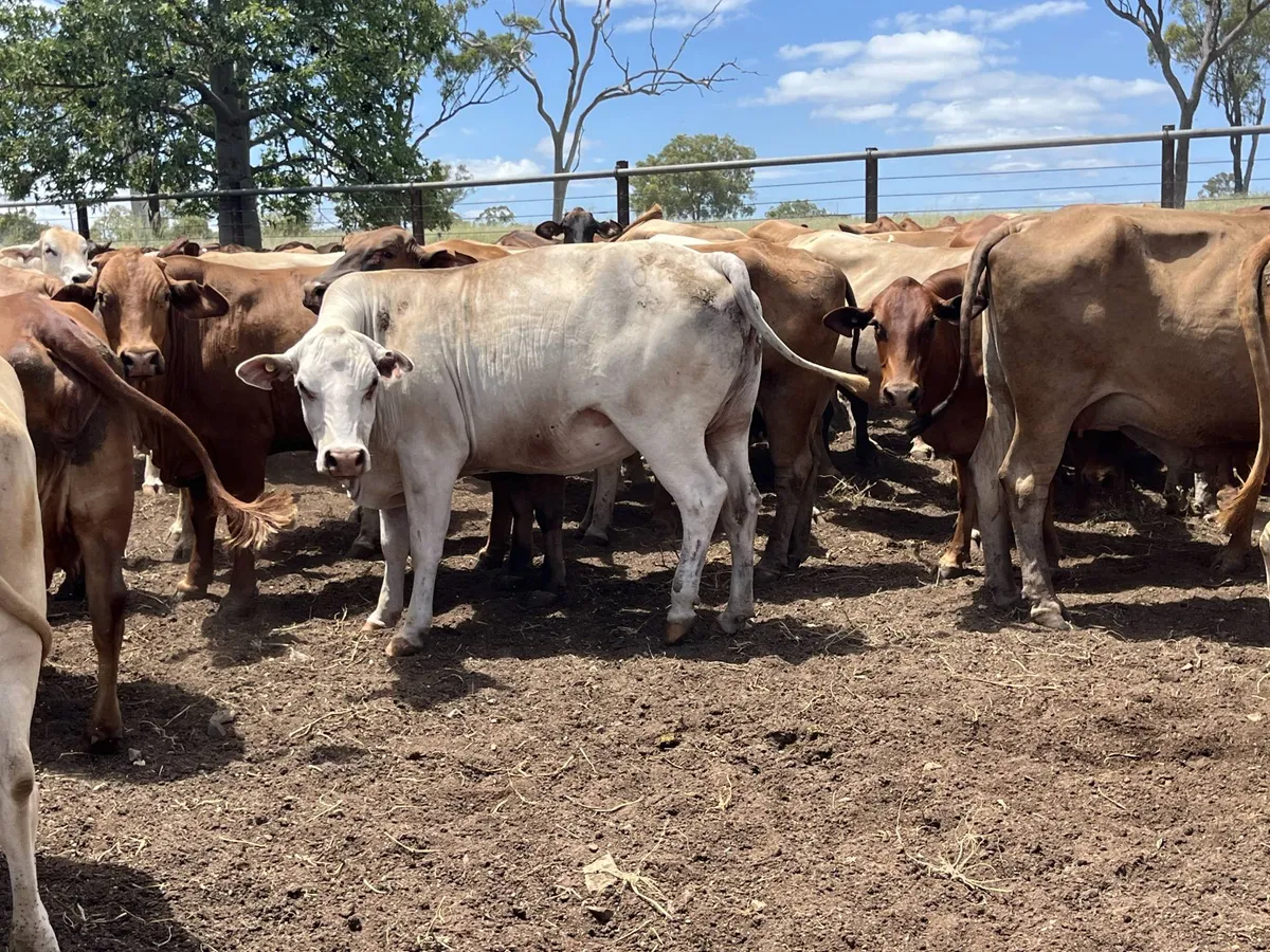 Brown Swiss Cows for Sale