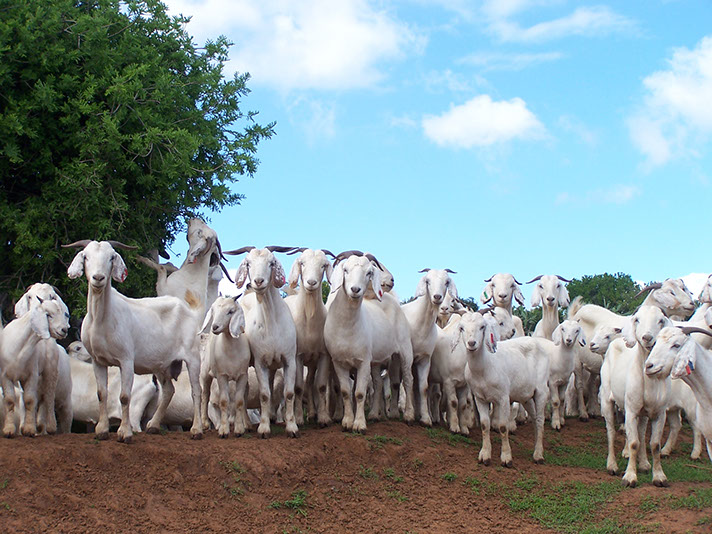 Savanna Goats for Sale