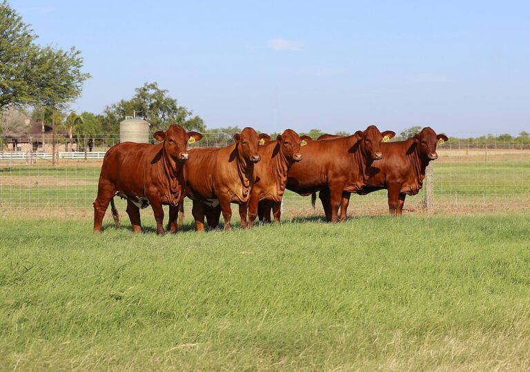 Beefmaster Cow for Sale