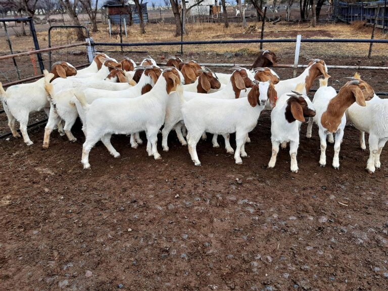 Boer Goats for Sale