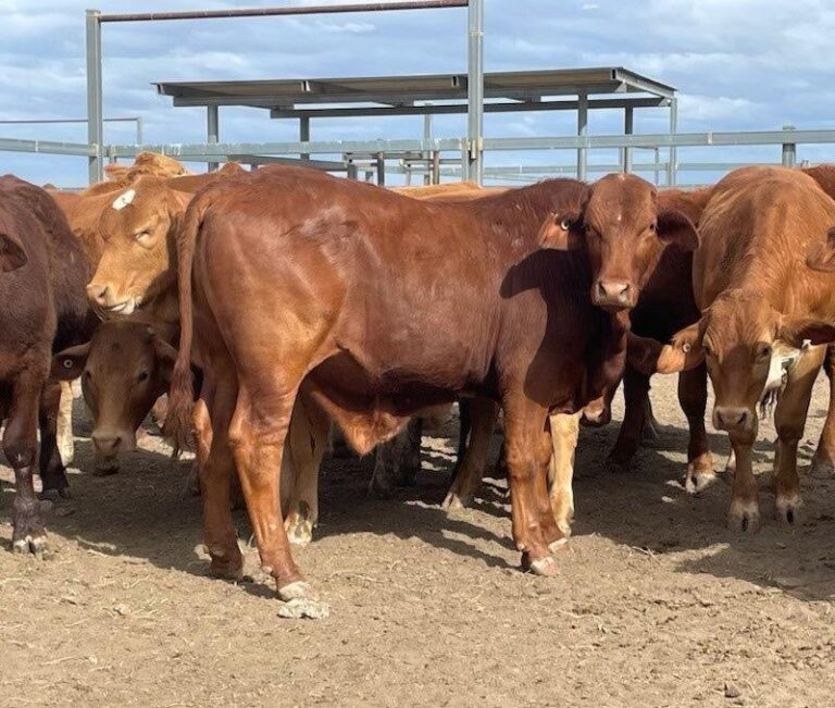 Beefmaster Cow for Sale