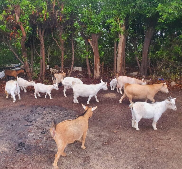 Pygmy Goats for Sale