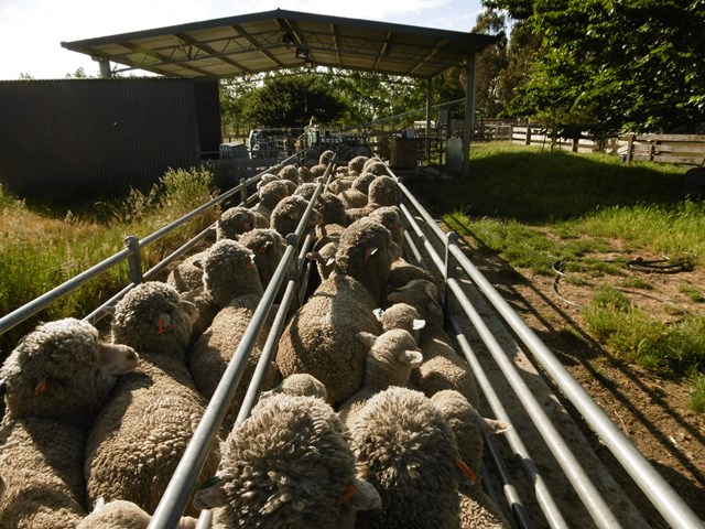 Merino lamb for sale: Why This Breed Thrives in Multiple Climates, Buy NOW! 20% DISCOUNT.