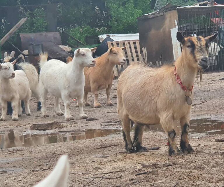 Miniature Goats Price