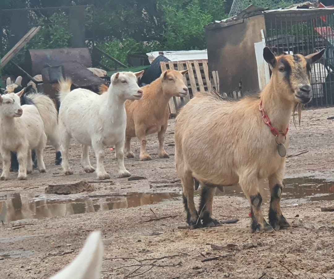 Miniature Goats Price