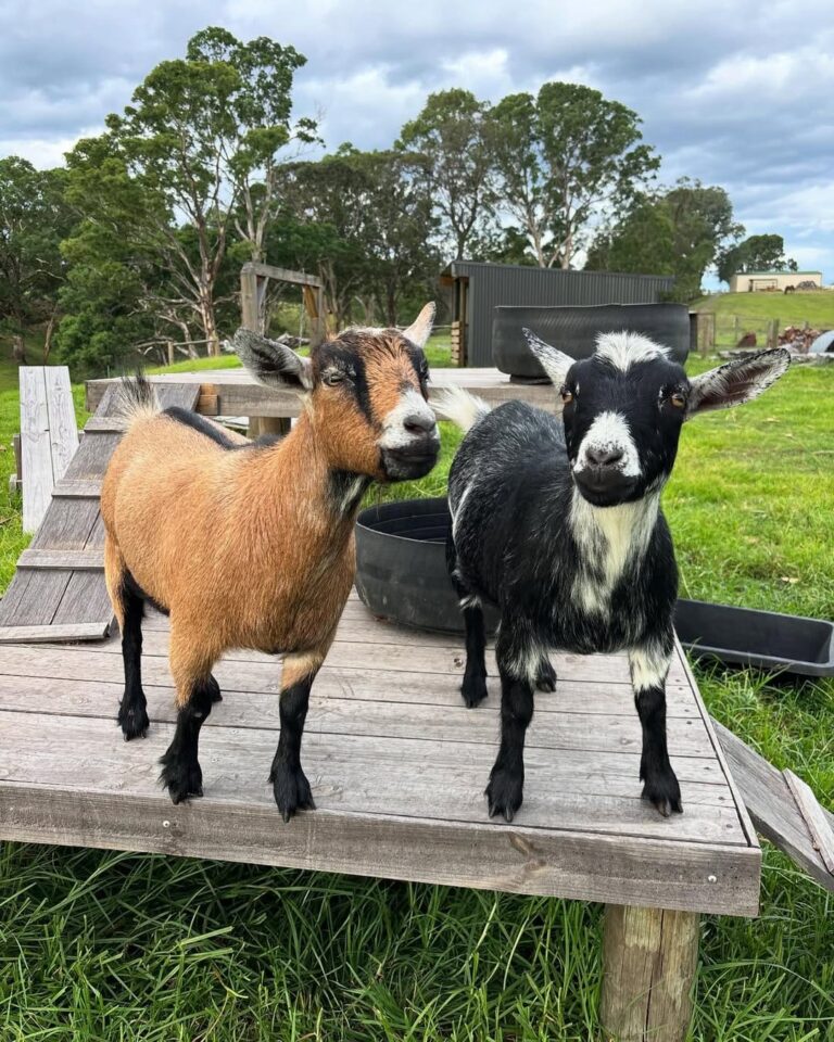 Mini Goats for Sale