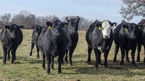 Angus Cow for Sale