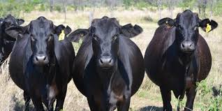 Angus Cow for Sale
