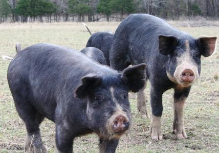 Berkshire Pigs for Sale