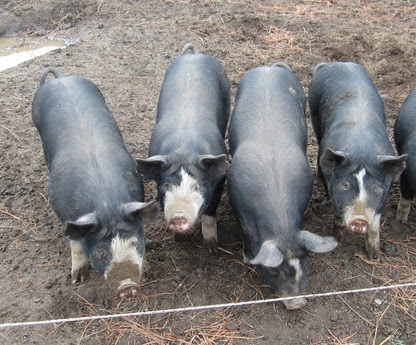 Berkshire Pigs for Sale