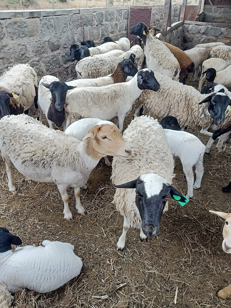 Dorper ewes for sale
