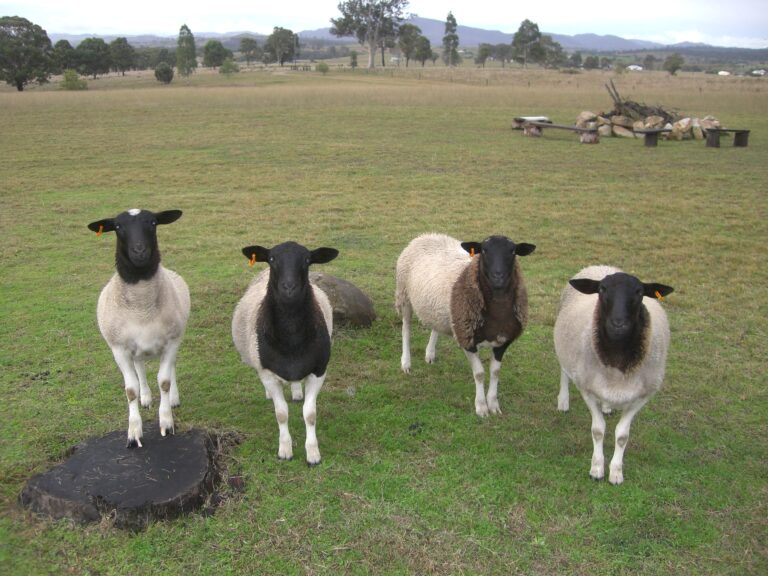 Dorper ewe lambs for sale