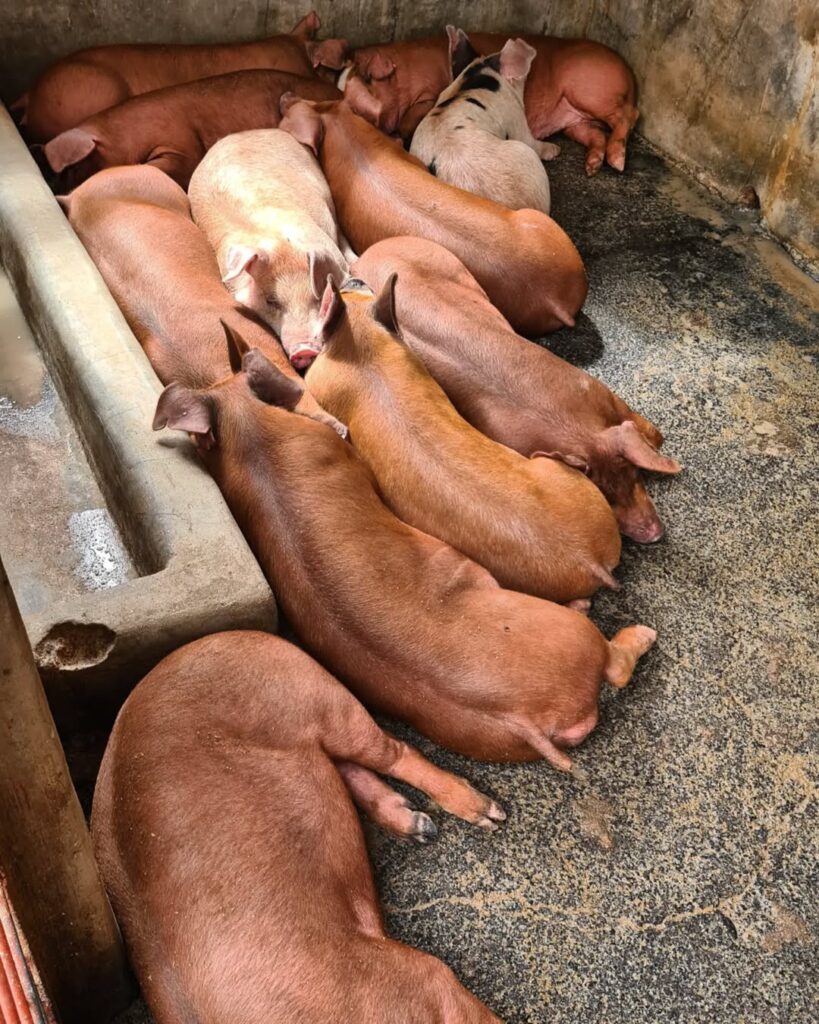 Duroc Pigs for Sale
