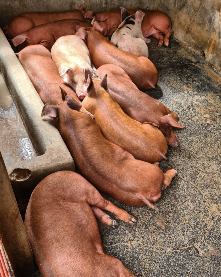 Duroc Pigs for Sale