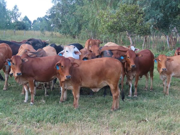 Brahman Cow for Sale: Selecting Strong Breeding Stock, 100% purebred, Buy Now!