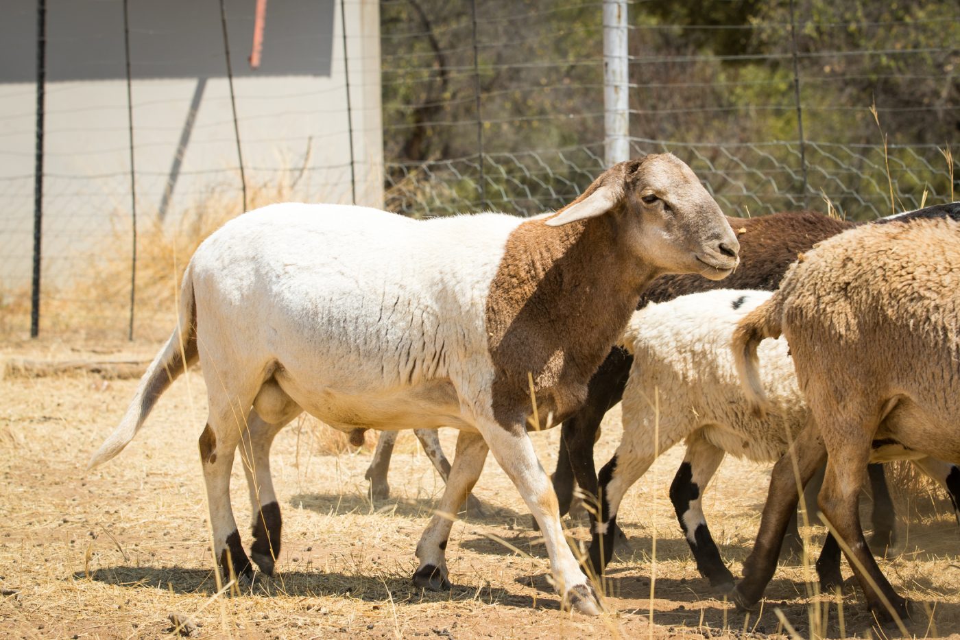 Meatmaster Sheep for Sale