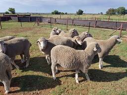 Merino lamb for sale