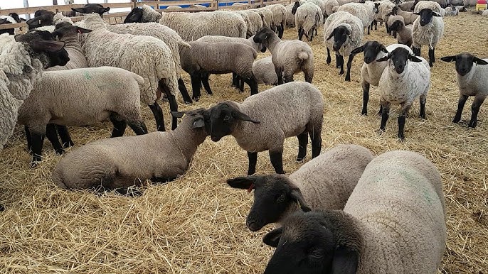 Suffolk Sheep for Sale