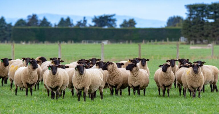 suffolk sheep prices