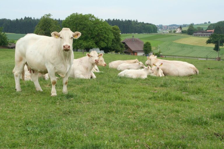 Charolais Cow for Sale: Feeding and Care Tips for Maximum Growth, 100% purebred, Buy now!