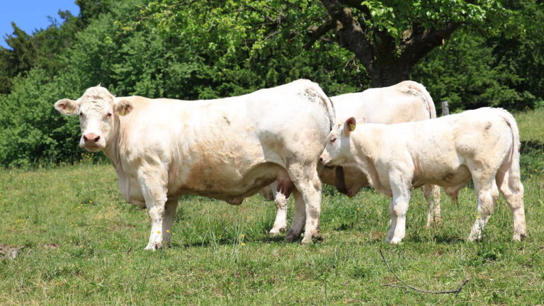 Charolais Cow for Sale