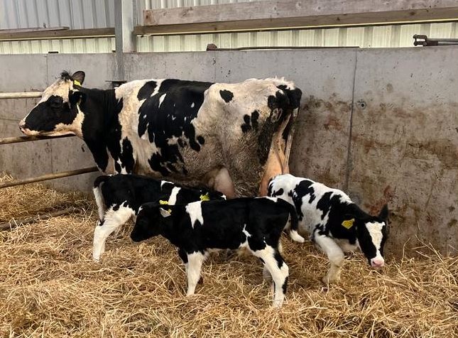 Holstein Friesian Cows for Sale