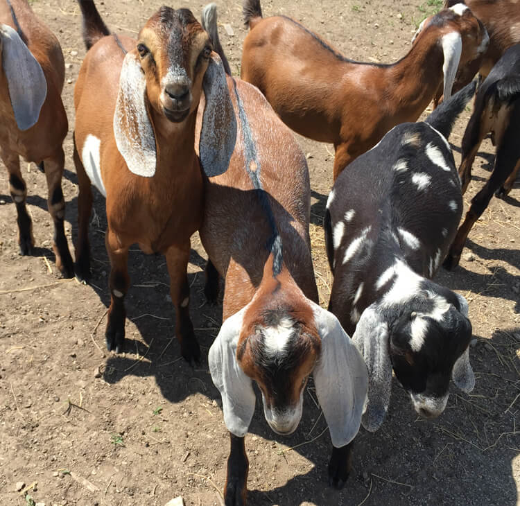 Anglo Nubian Goats For Sale