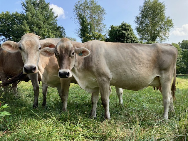 Brown Swiss Cows For Sale