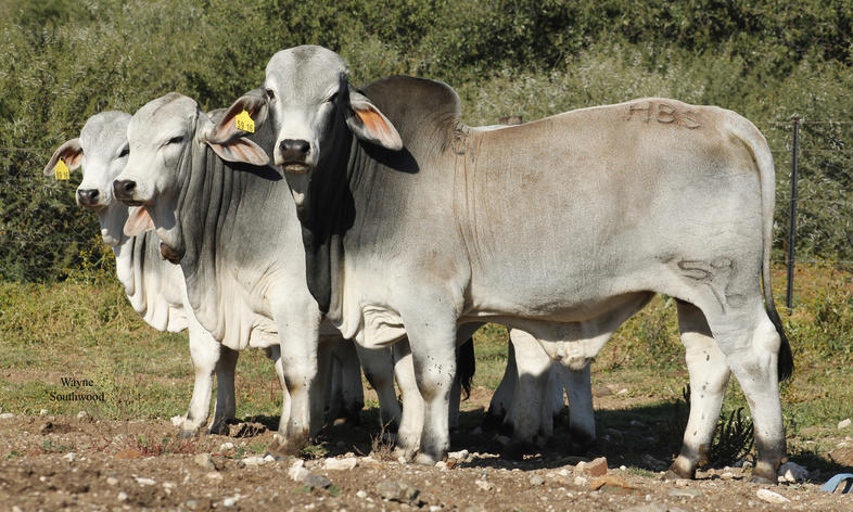 Brahman Cattle for sale