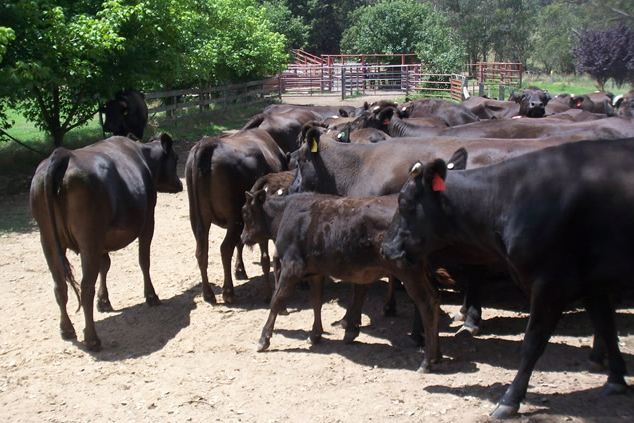 Wagyu Cattle For Sale