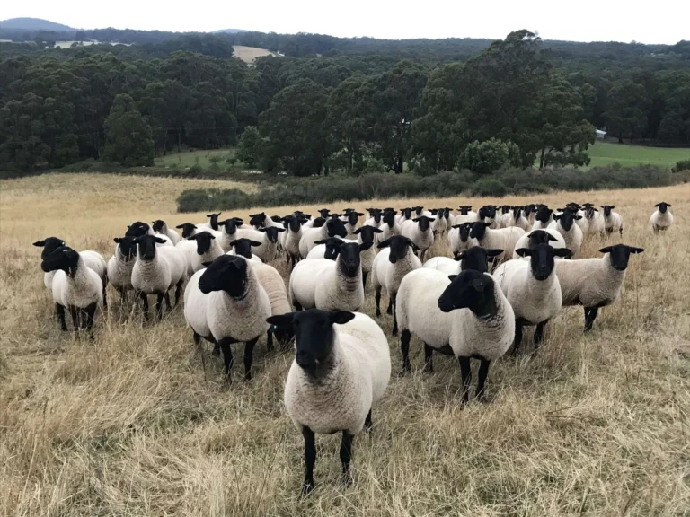 Suffolk Ewe for Sale