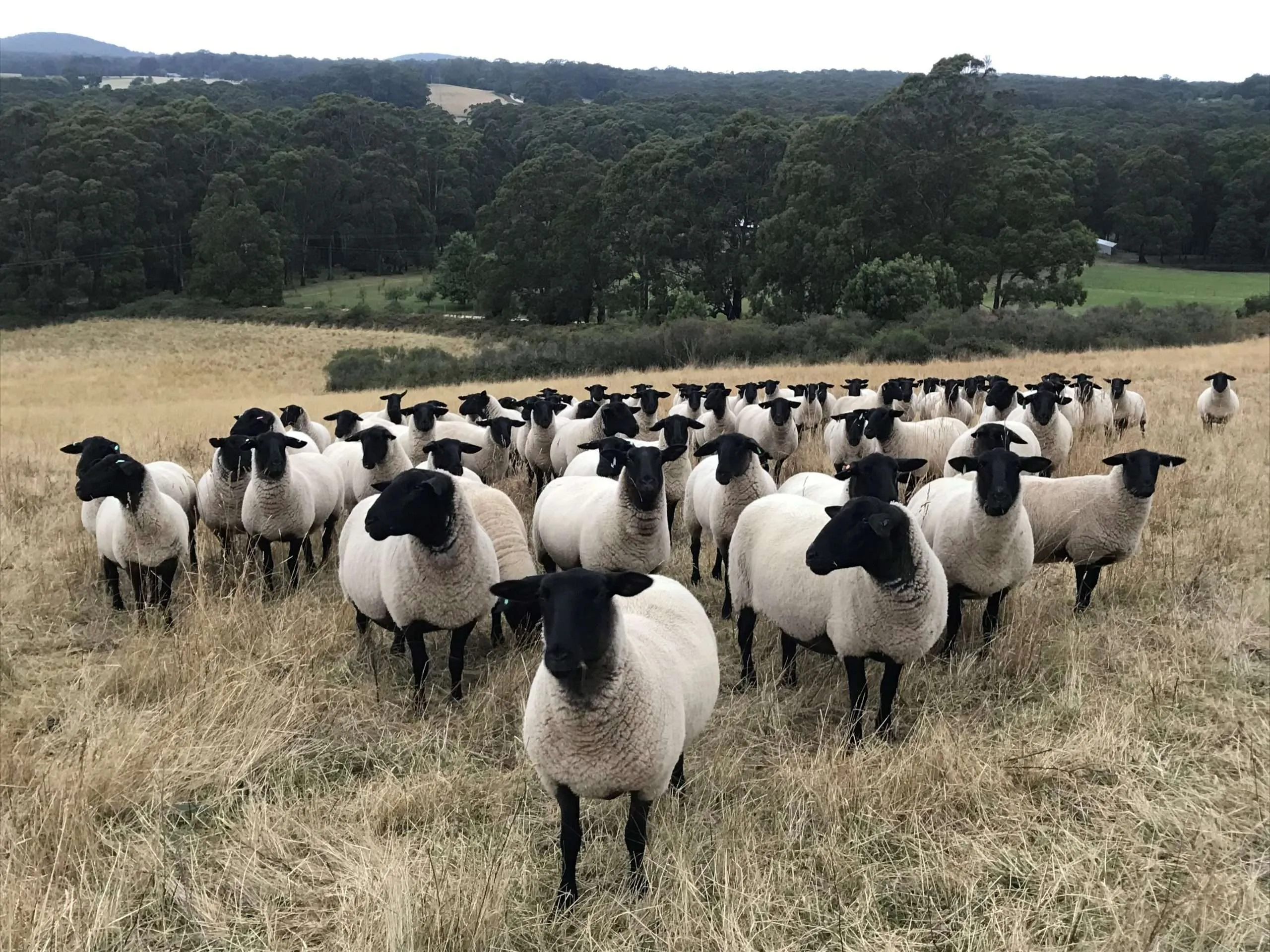 Suffolk Ewe for Sale
