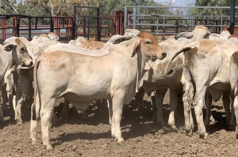 Brown Swiss Bull For Sale