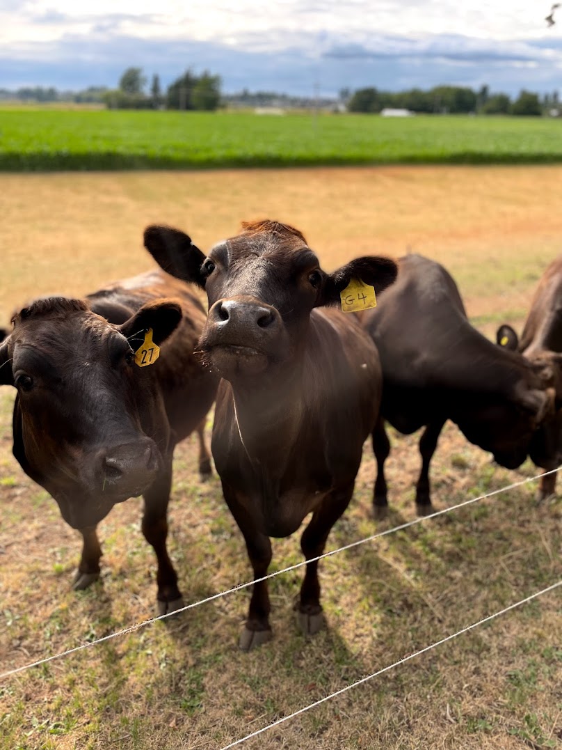 Wagyu Heifers For Sale
